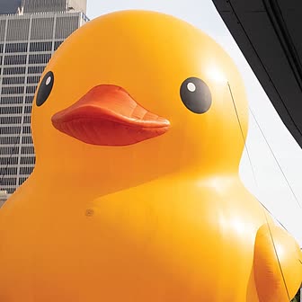 World's Largest Rubber Duck